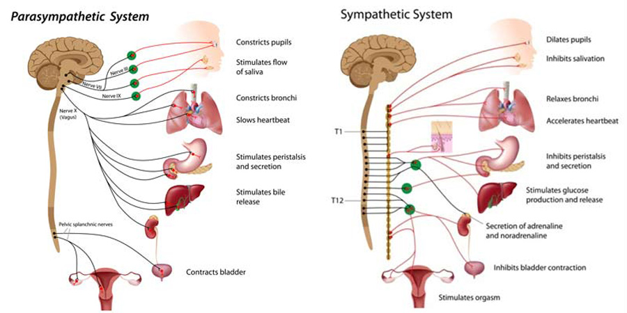 What Is Craniosacral Therapy?